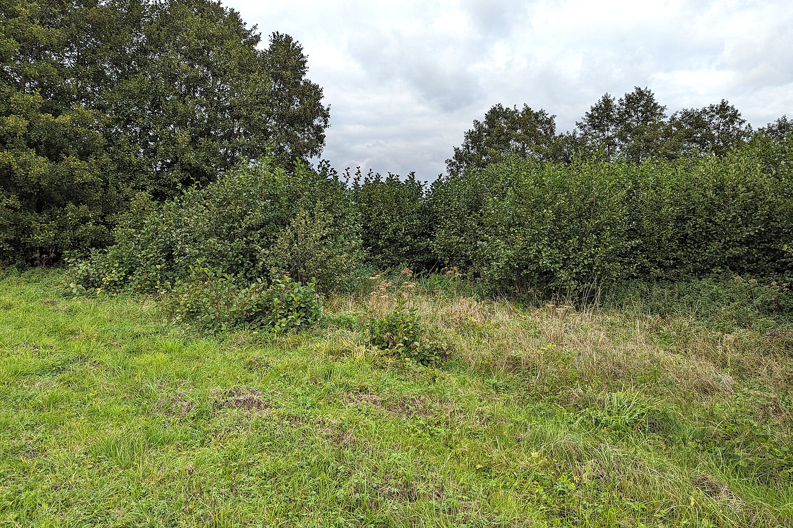 Pfeifengraswiese vorher