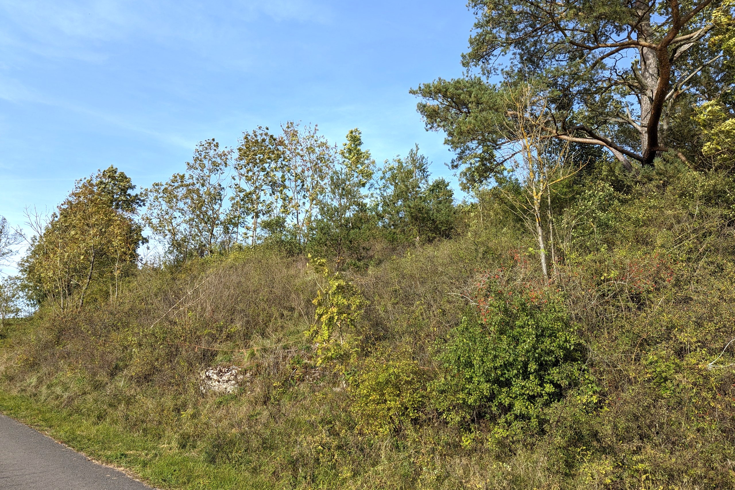 Aufm Springelsberge vorher (2023)