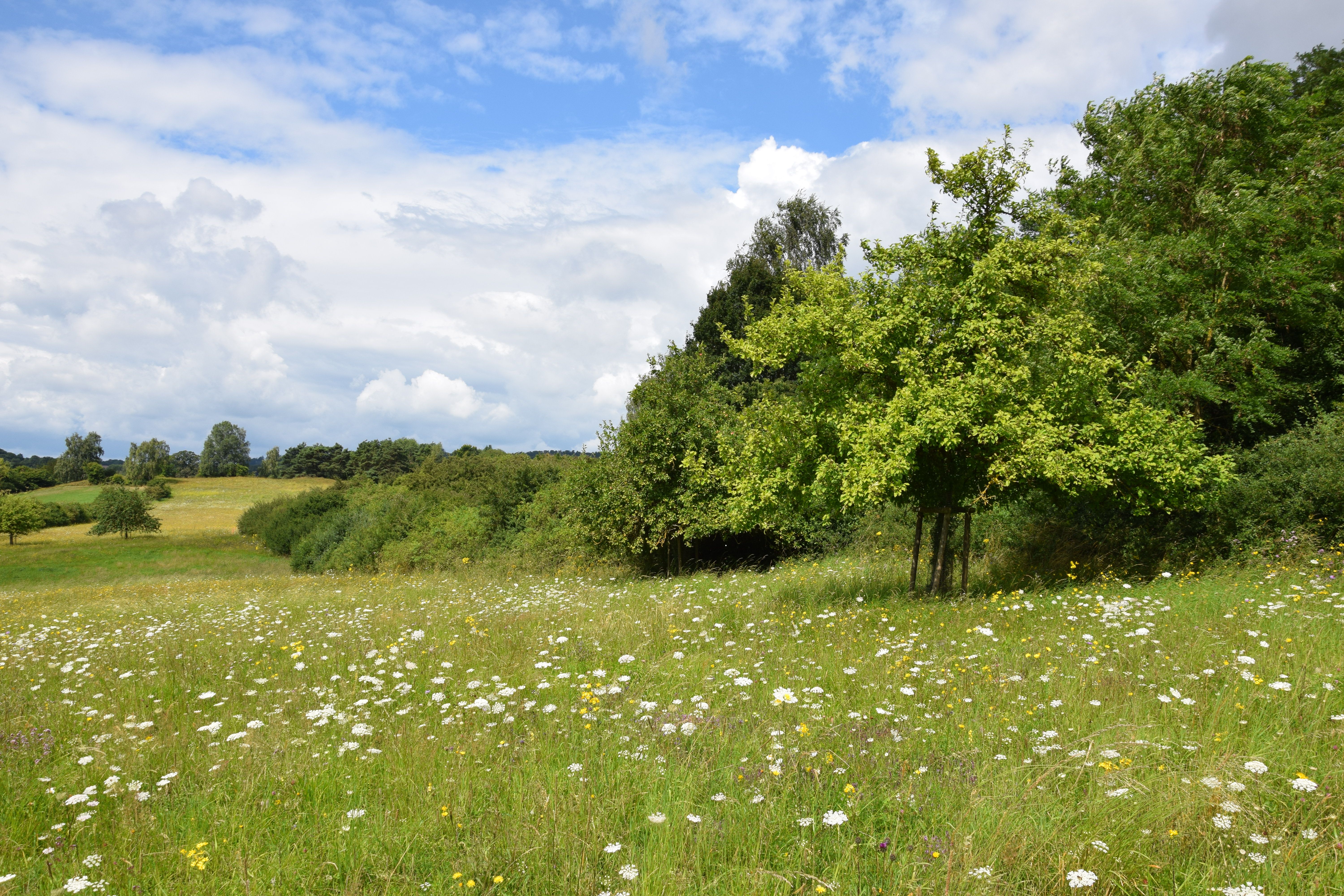 Grünland "Hollenholz" bei Berndorf