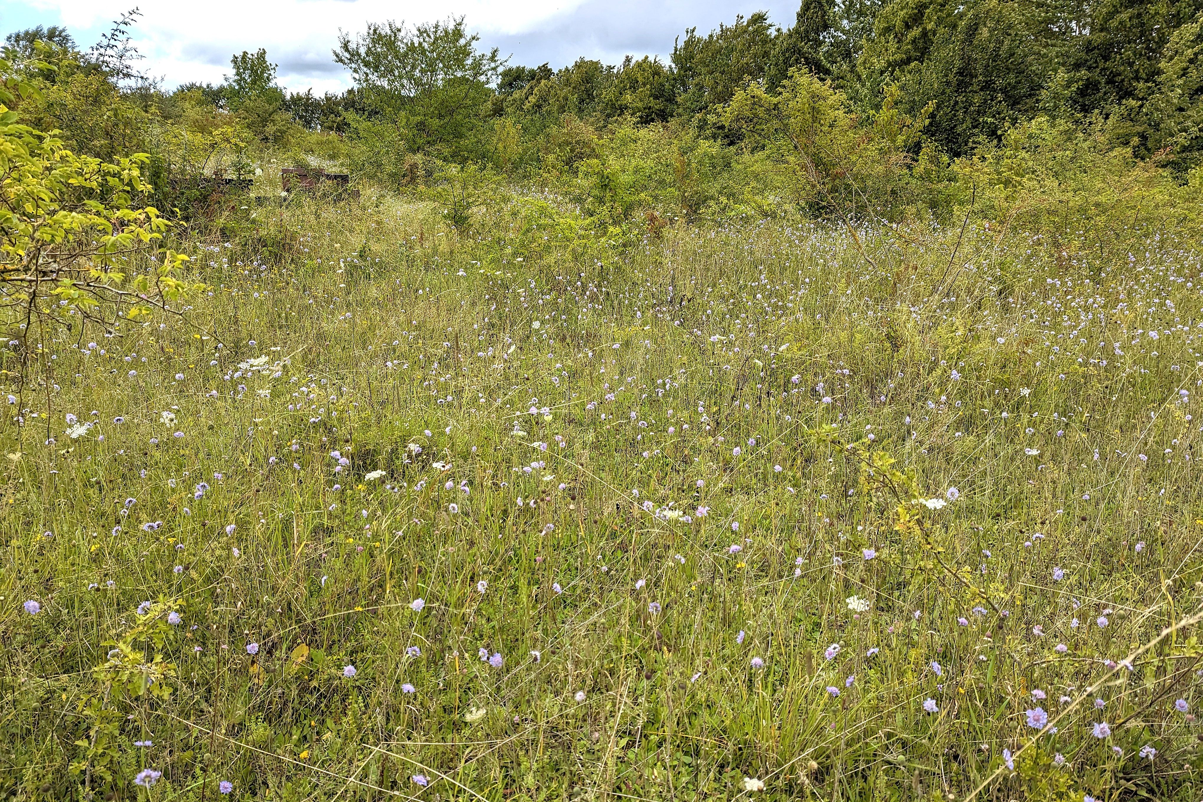 Gipsgrube Adorf im Sommer 2023