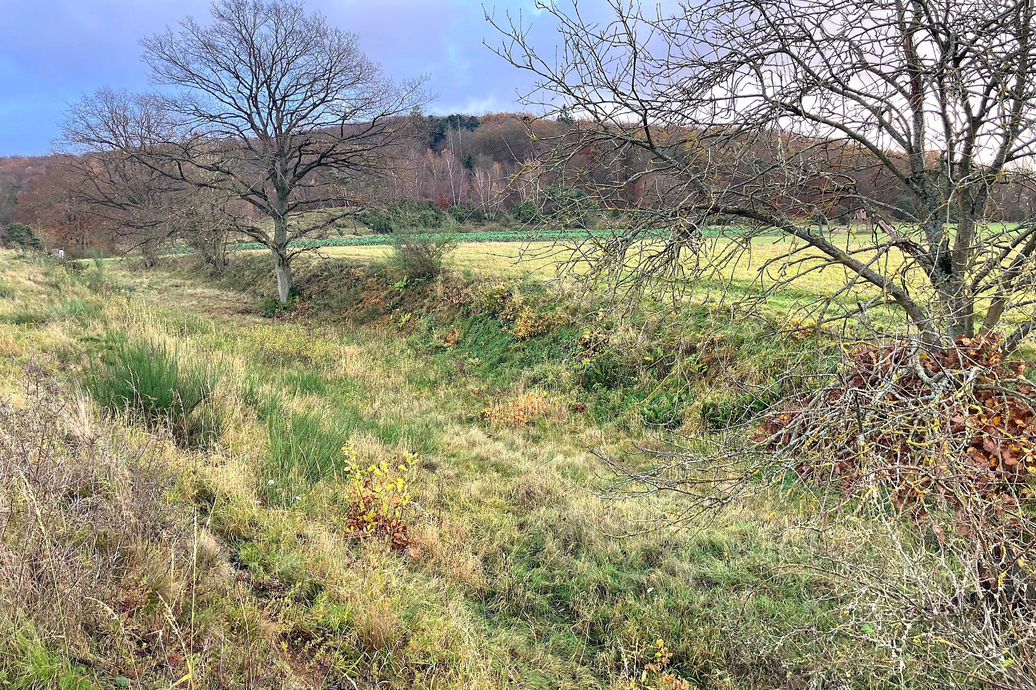 Hohlweg "Im Hasenbach" (2023)