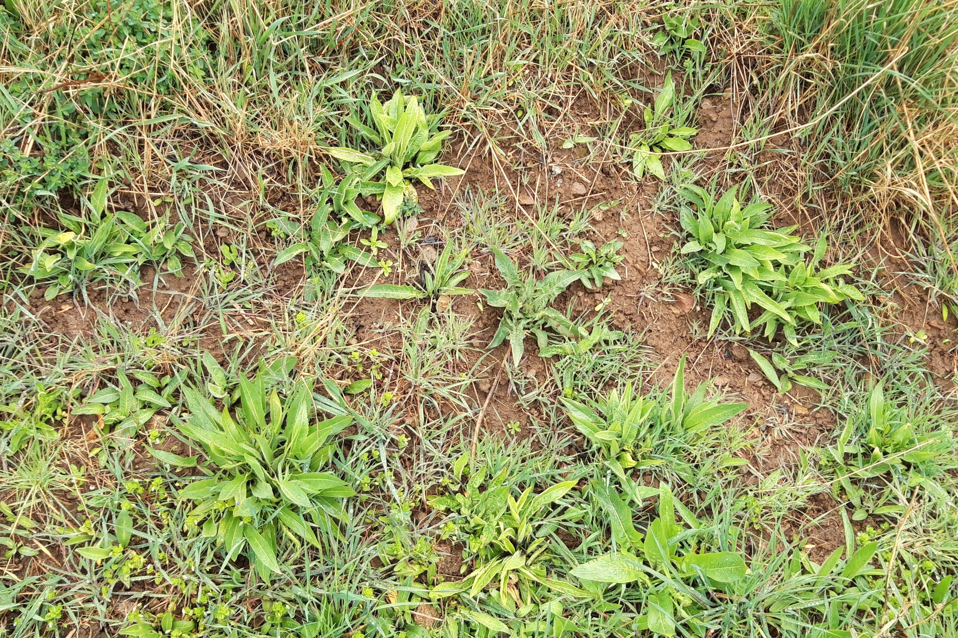 Neophytenbekämpfung im Naturschutzgebiet „Lieschensruh“ bei Edertal