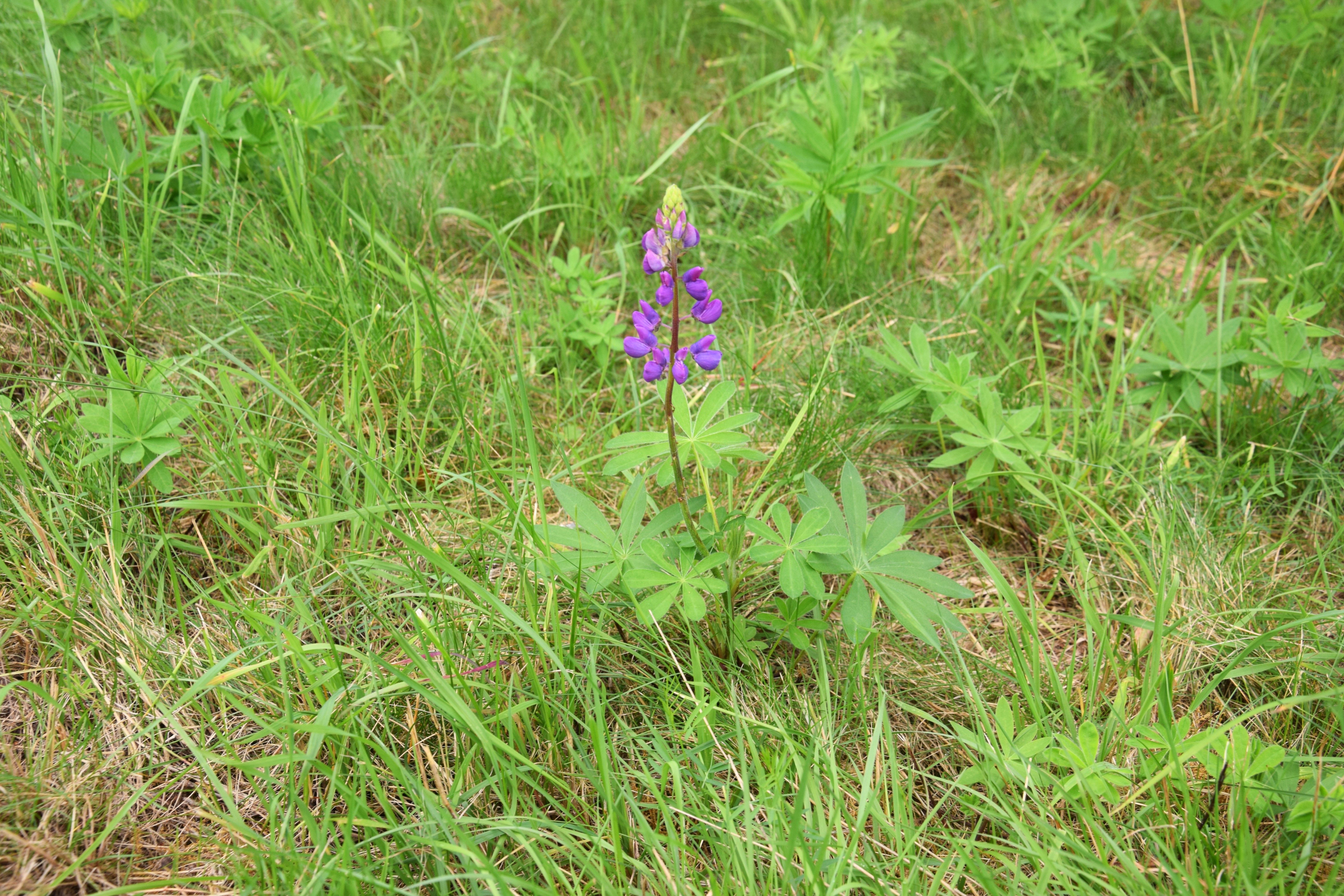 Lupine auf dem "Kramhügel" in Höringhausen