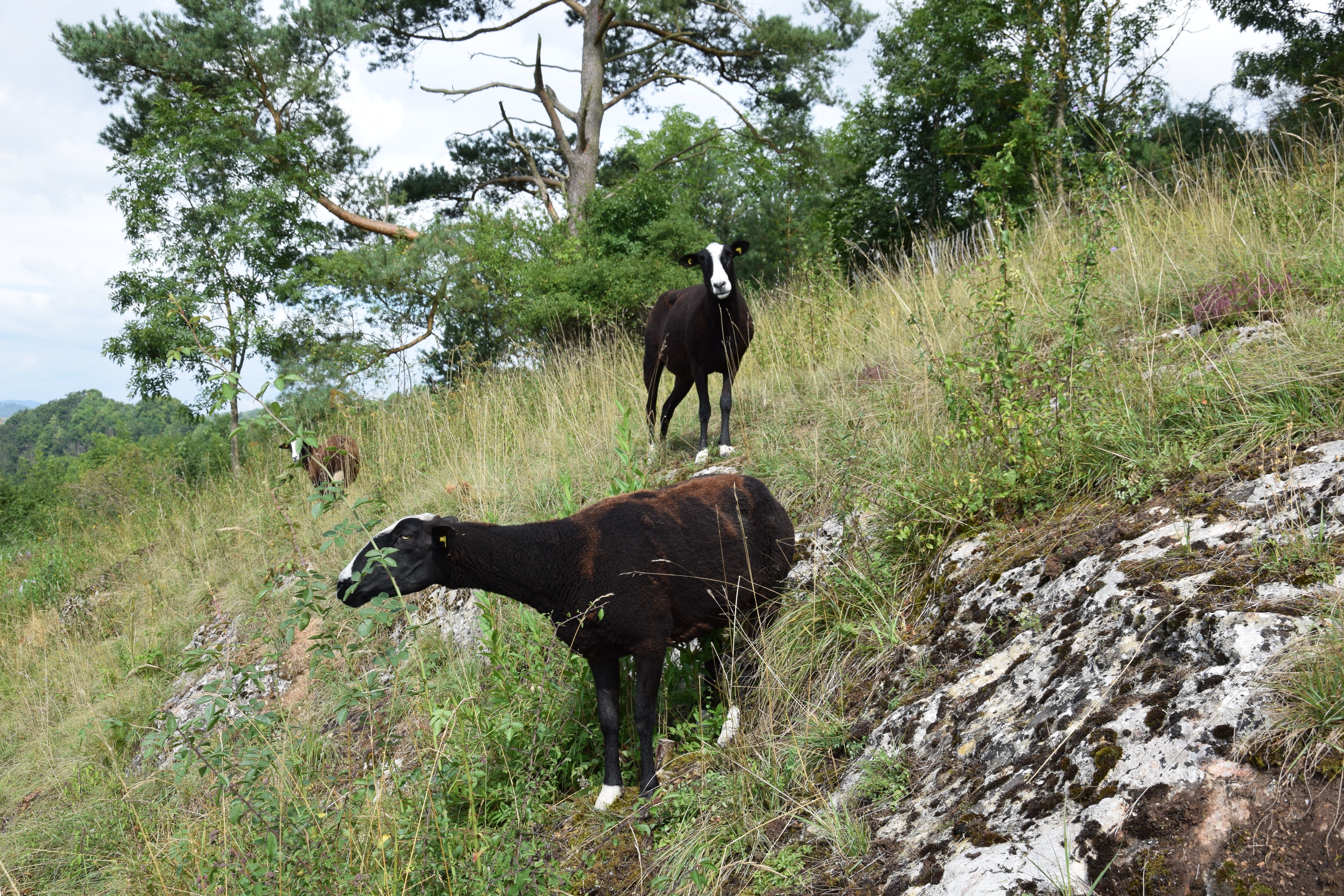 Beweidung in Ober-Werbe mit Zwartbles
