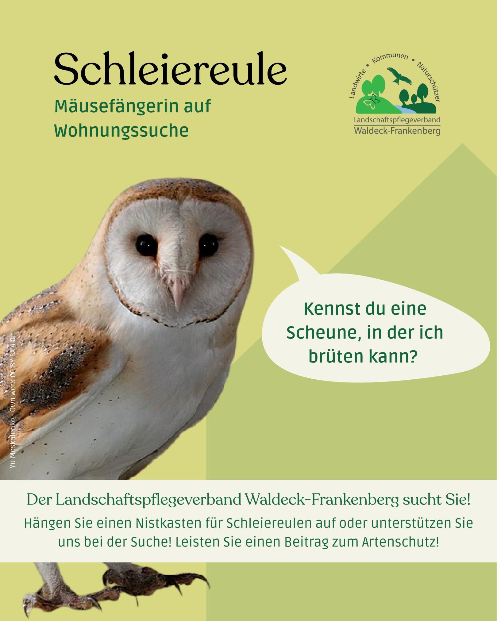 Flyer Schleiereule (Brit Käkel)